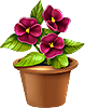 Plantes ornementales en pots