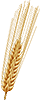 Grain crops